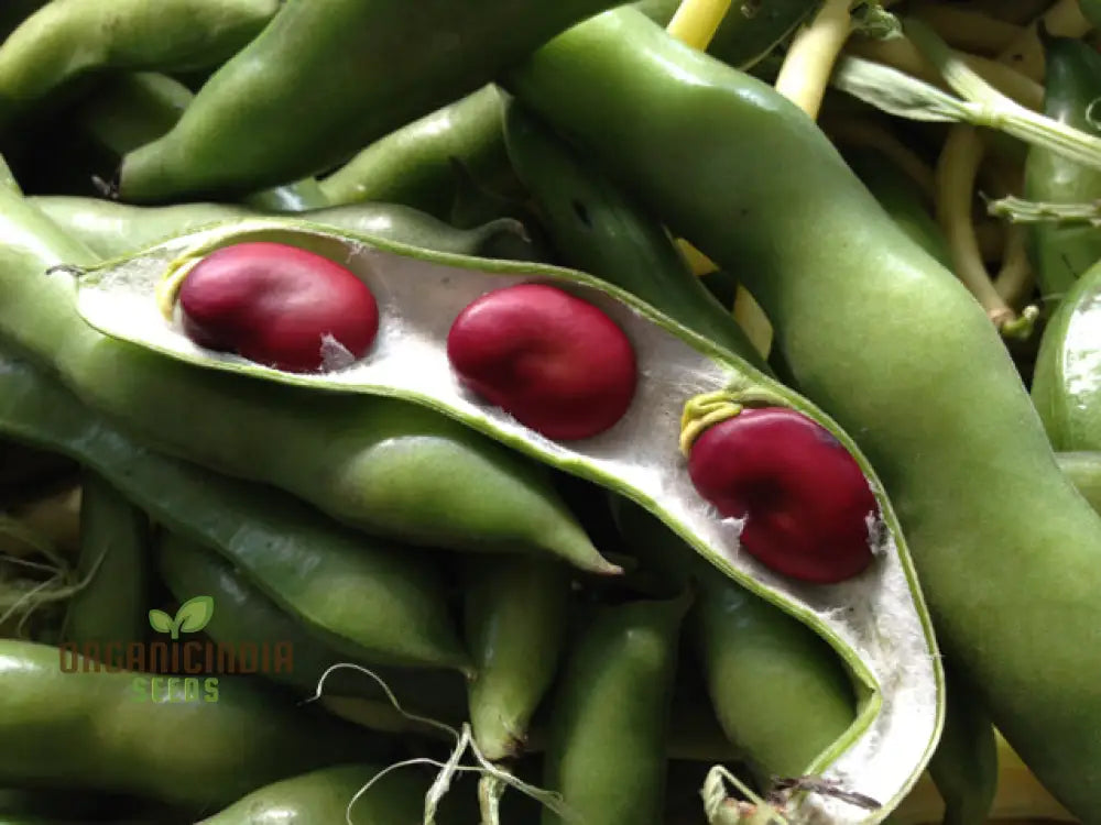 Broad Bean Red Epicure Vegetable Seeds For Planting High-Yielding Nutritious Beans For A Successful