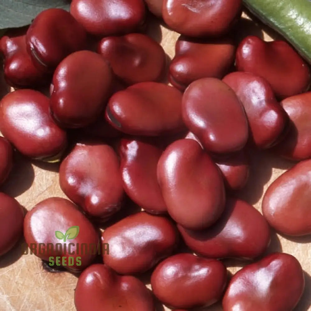 Broad Bean Red Epicure Vegetable Seeds For Planting High-Yielding Nutritious Beans For A Successful