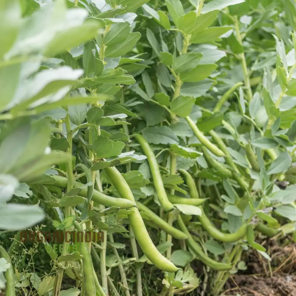 Broad Bean Red Epicure Vegetable Seeds For Planting High-Yielding Nutritious Beans For A Successful