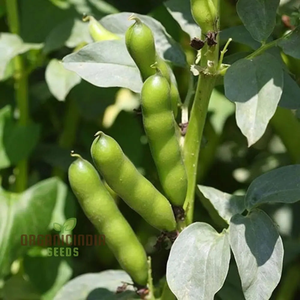 Broad Bean Vegetable Seeds Cultivate A Bountiful Harvest Of Nutritious And Delicious Beans In Your