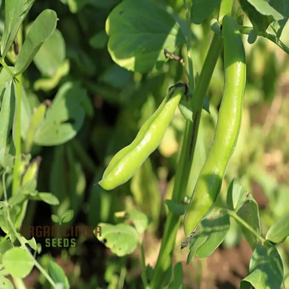 Broad Bean Vegetable Seeds Cultivate A Bountiful Harvest Of Nutritious And Delicious Beans In Your