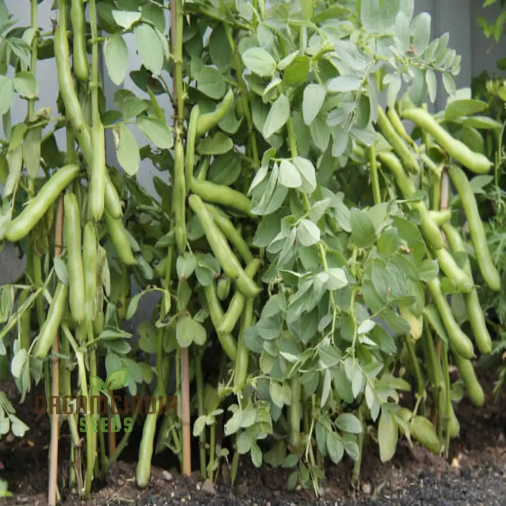 Broad Bean Vegetable Seeds Cultivate A Bountiful Harvest Of Nutritious And Delicious Beans In Your