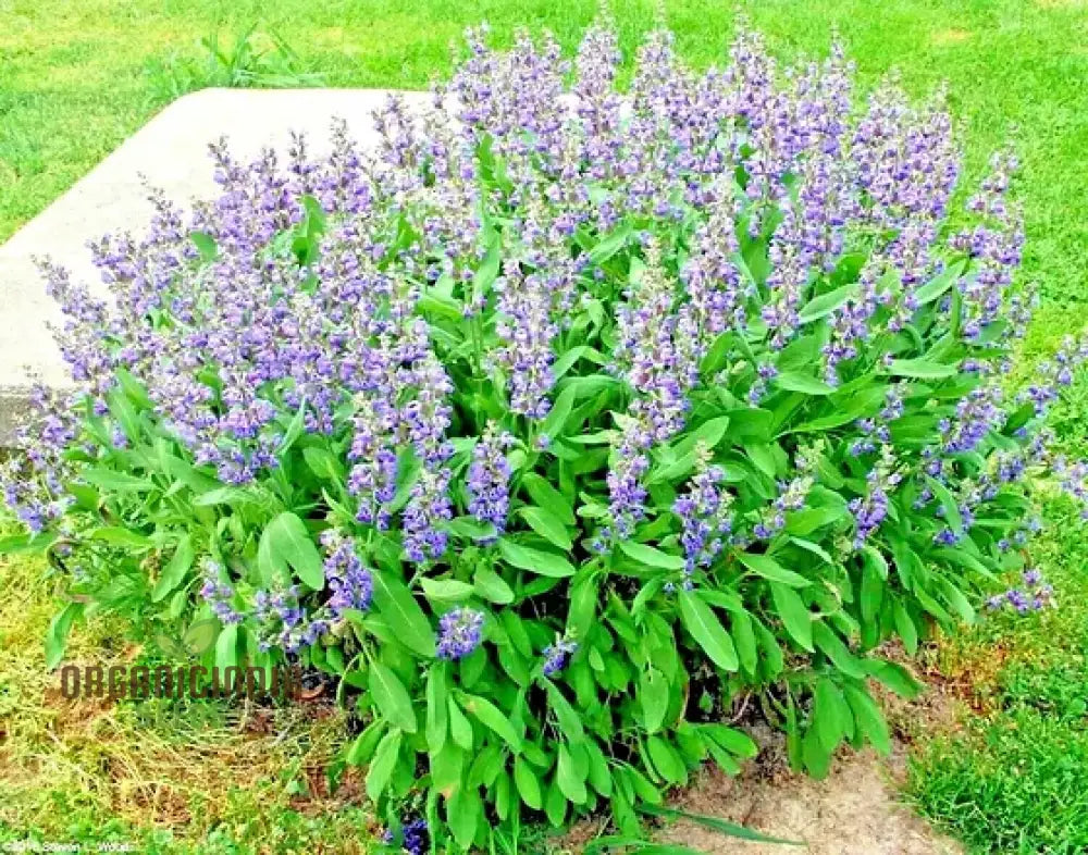 Broad Leaf Sage Seeds For Planting And Gardening - Organic Herb