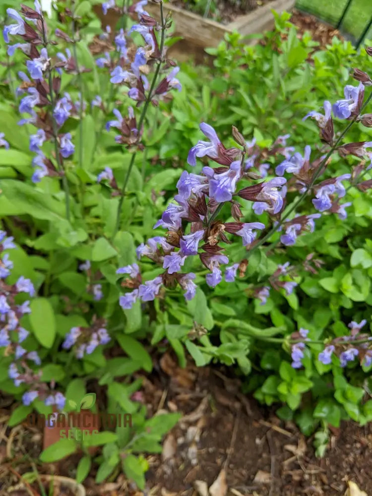 Broad Leaf Sage Seeds For Planting And Gardening - Organic Herb