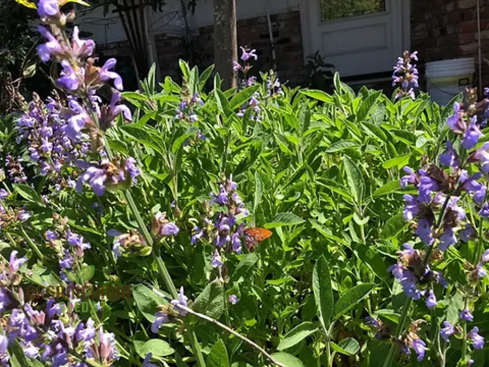 Broad Leaf Sage Seeds For Planting And Gardening - Organic Herb