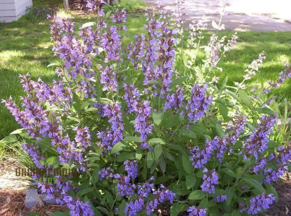 Broad Leaf Sage Seeds For Planting And Gardening - Organic Herb