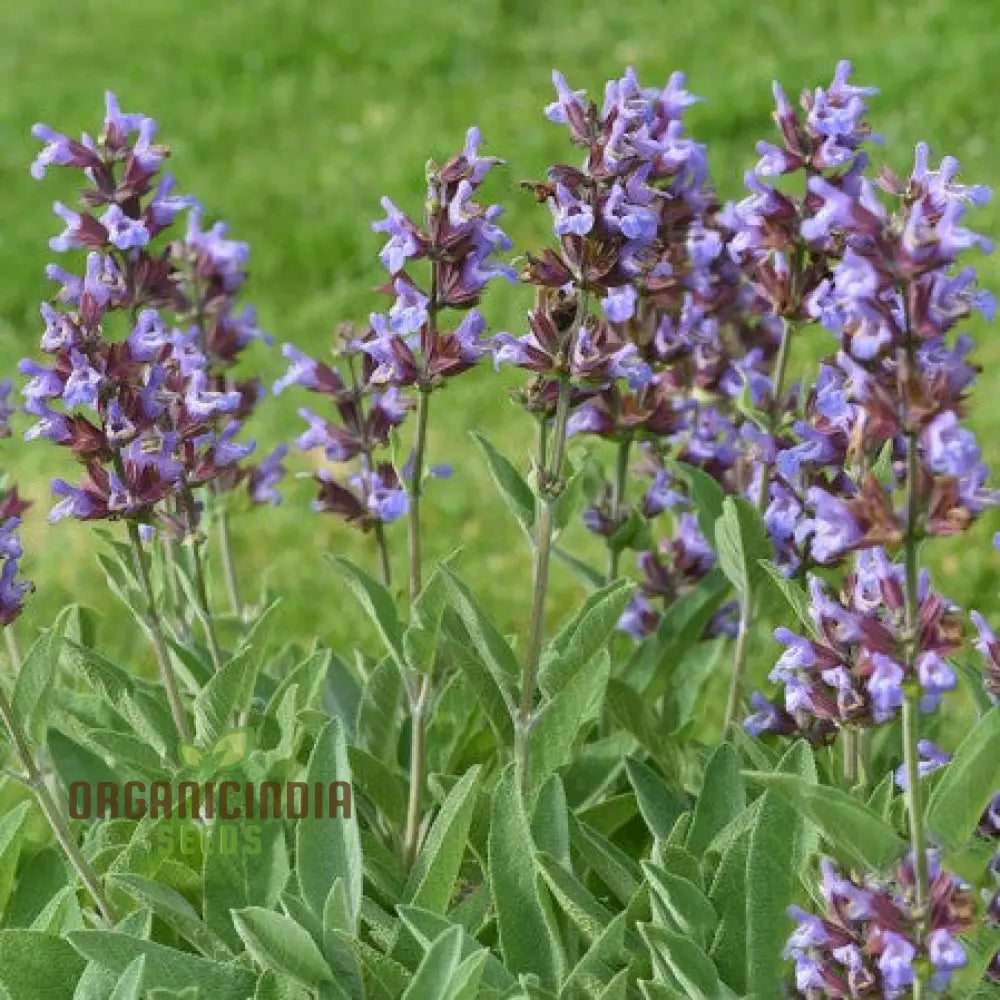 Broad Leaf Sage Seeds For Planting And Gardening - Organic Herb