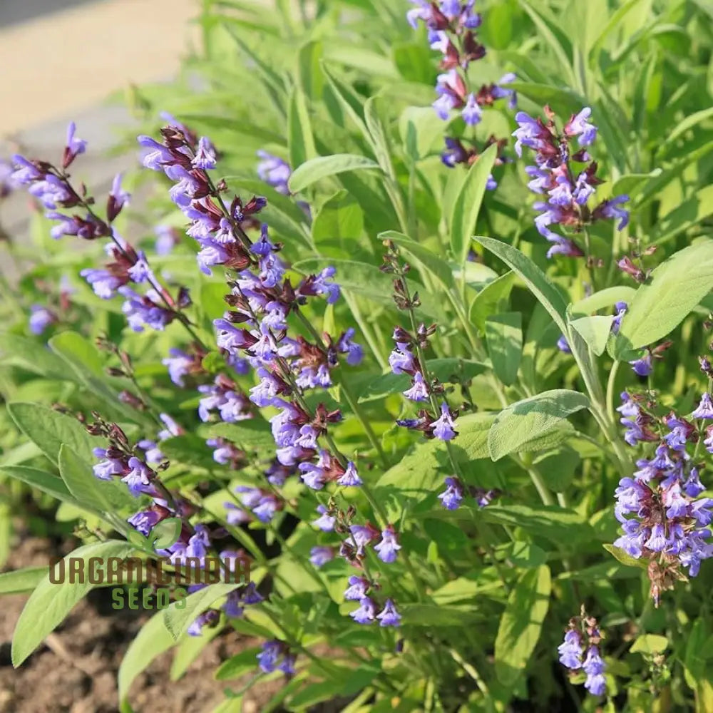 Broad Leaf Sage Seeds For Planting And Gardening - Organic Herb