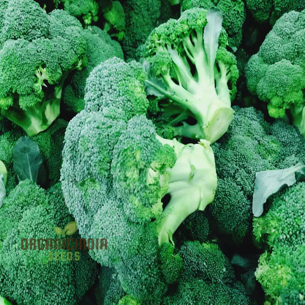 Broccoli Calabrese Green Sprouting Vegetable Seeds Heirloom High-Yield Easy To Growing Plant