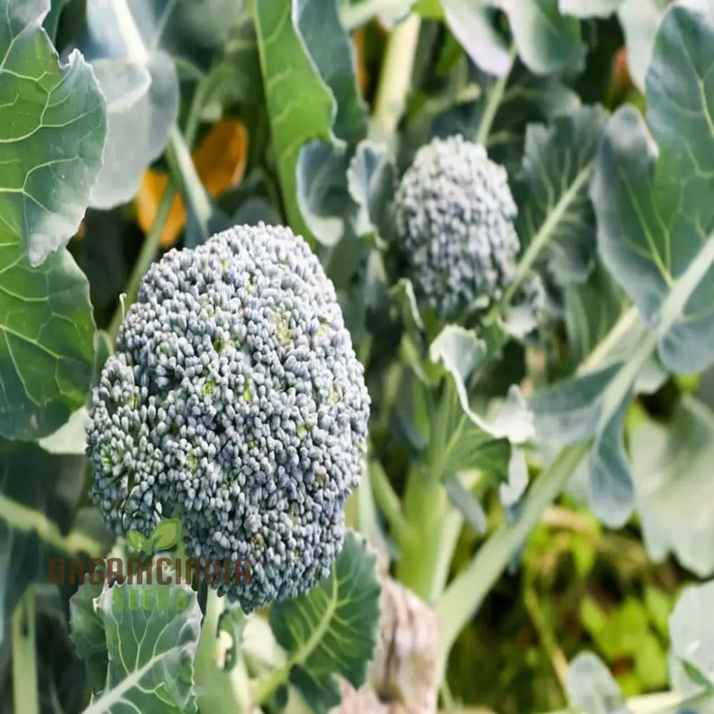 Broccoli Calabrese Green Sprouting Vegetable Seeds Heirloom High-Yield Easy To Growing Plant