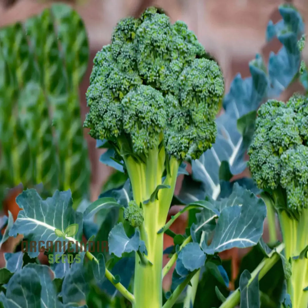 Broccoli Calabrese Green Sprouting Vegetable Seeds Heirloom High-Yield Easy To Growing Plant