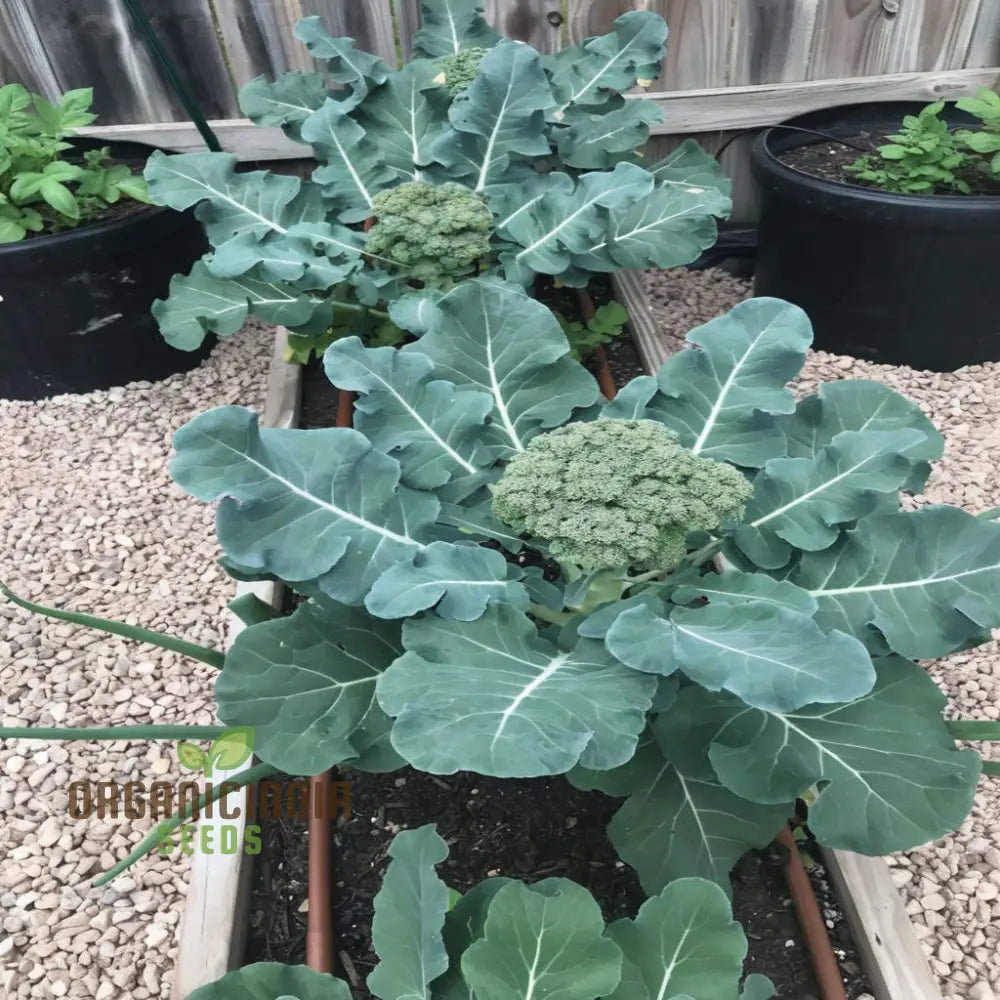 Broccoli Calabrese Green Sprouting Vegetable Seeds Heirloom High-Yield Easy To Growing Plant