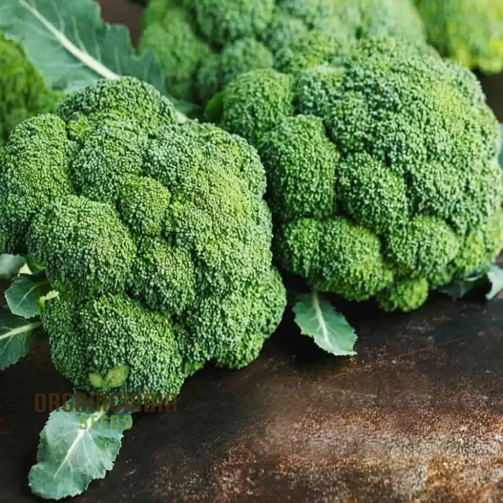 Broccoli Calabrese Green Sprouting Vegetable Seeds Heirloom High-Yield Easy To Growing Plant