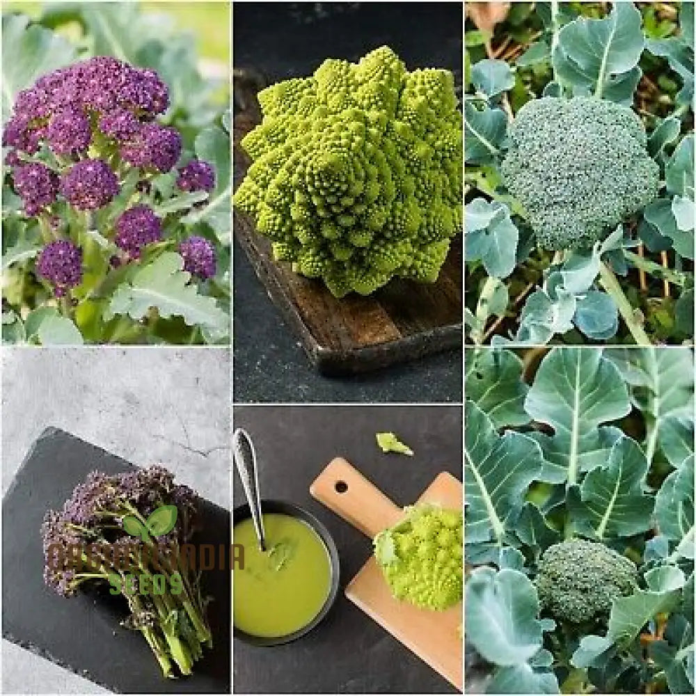 Broccoli Heirloom Mix Seeds For Planting - Premium Quality Gardening Enthusiasts