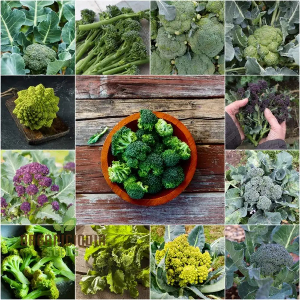 Broccoli Heirloom Mix Seeds For Planting - Premium Quality Gardening Enthusiasts