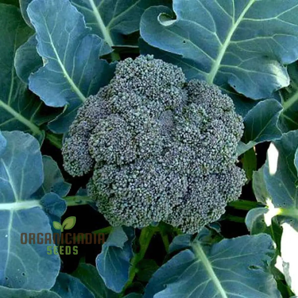 Broccoli - Heirloom Mix Vegetable Seeds For Planting Diverse Varieties For A Nutritious Garden