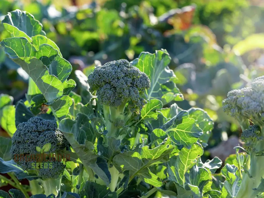 Broccoli - Heirloom Mix Vegetable Seeds For Planting Diverse Varieties For A Nutritious Garden