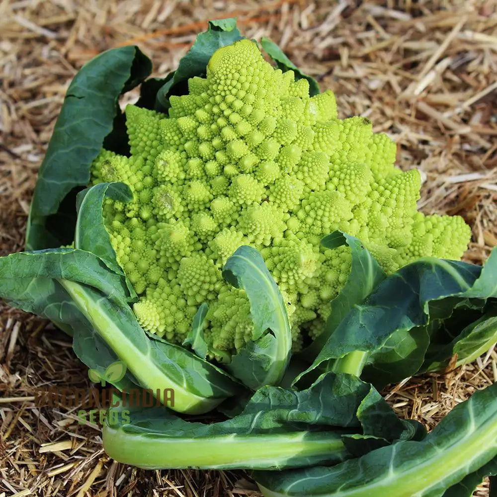 Broccoli - Heirloom Mix Vegetable Seeds For Planting Diverse Varieties For A Nutritious Garden