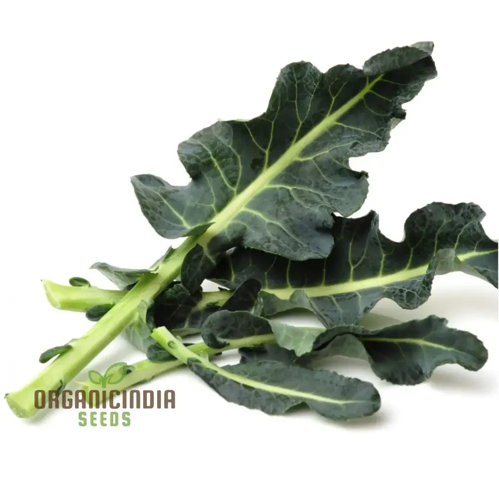 Broccoli - Leaf Spigariello Seeds For Home Gardening | Premium Quality Vegetable