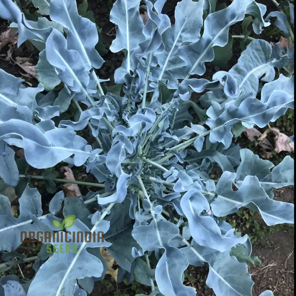 Broccoli - Leaf Spigariello Seeds For Home Gardening | Premium Quality Vegetable