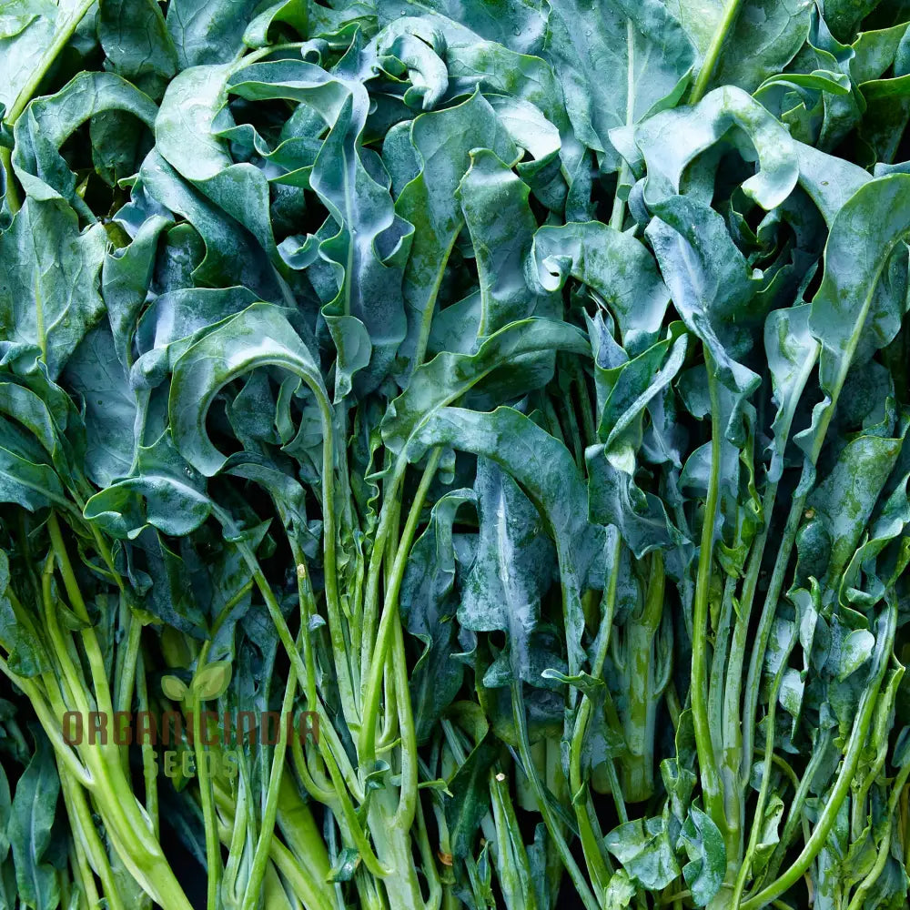 Broccoli - Leaf Spigariello Seeds For Home Gardening | Premium Quality Vegetable