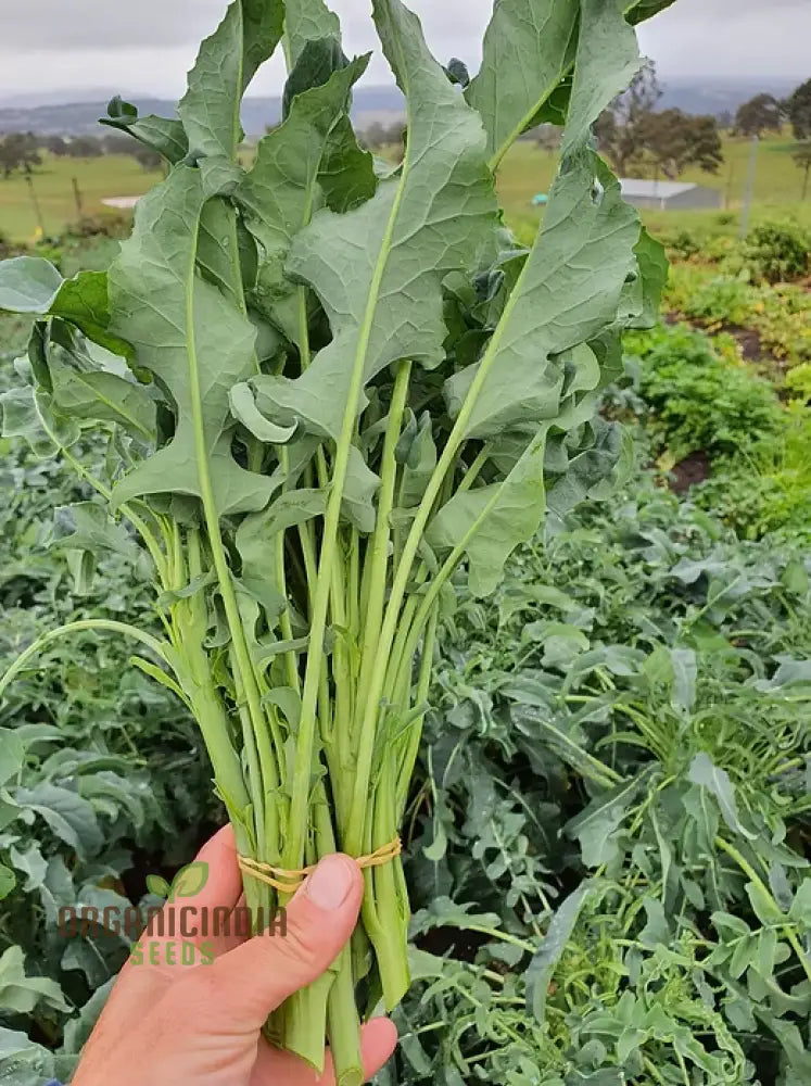 Broccoli - Leaf Spigariello Seeds For Home Gardening | Premium Quality Vegetable