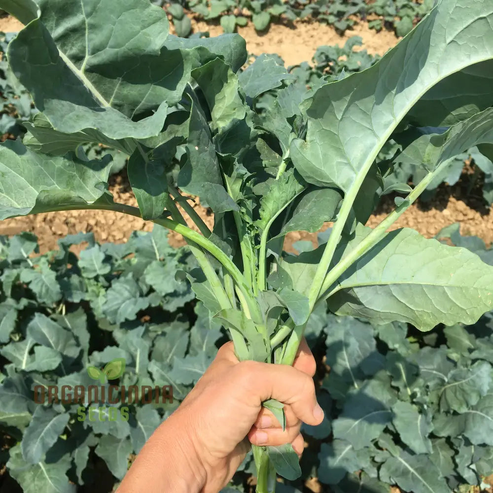 Broccoli - Leaf Spigariello Seeds For Home Gardening | Premium Quality Vegetable