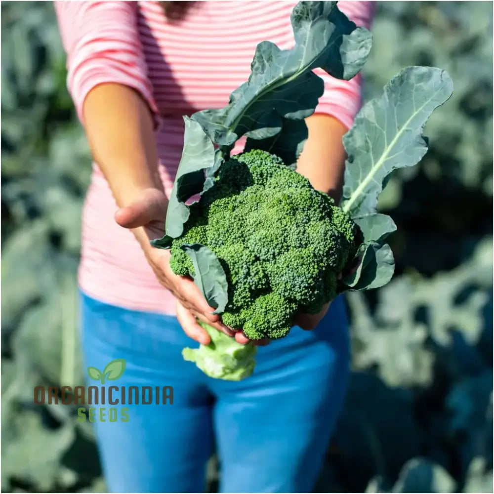 Broccoli - Marvel F1 Seeds For Planting | Premium Gardening