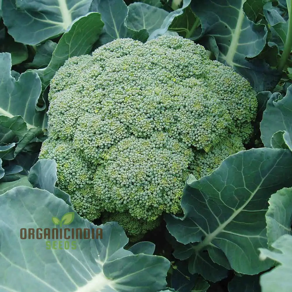 Broccoli - Marvel F1 Seeds For Planting | Premium Gardening