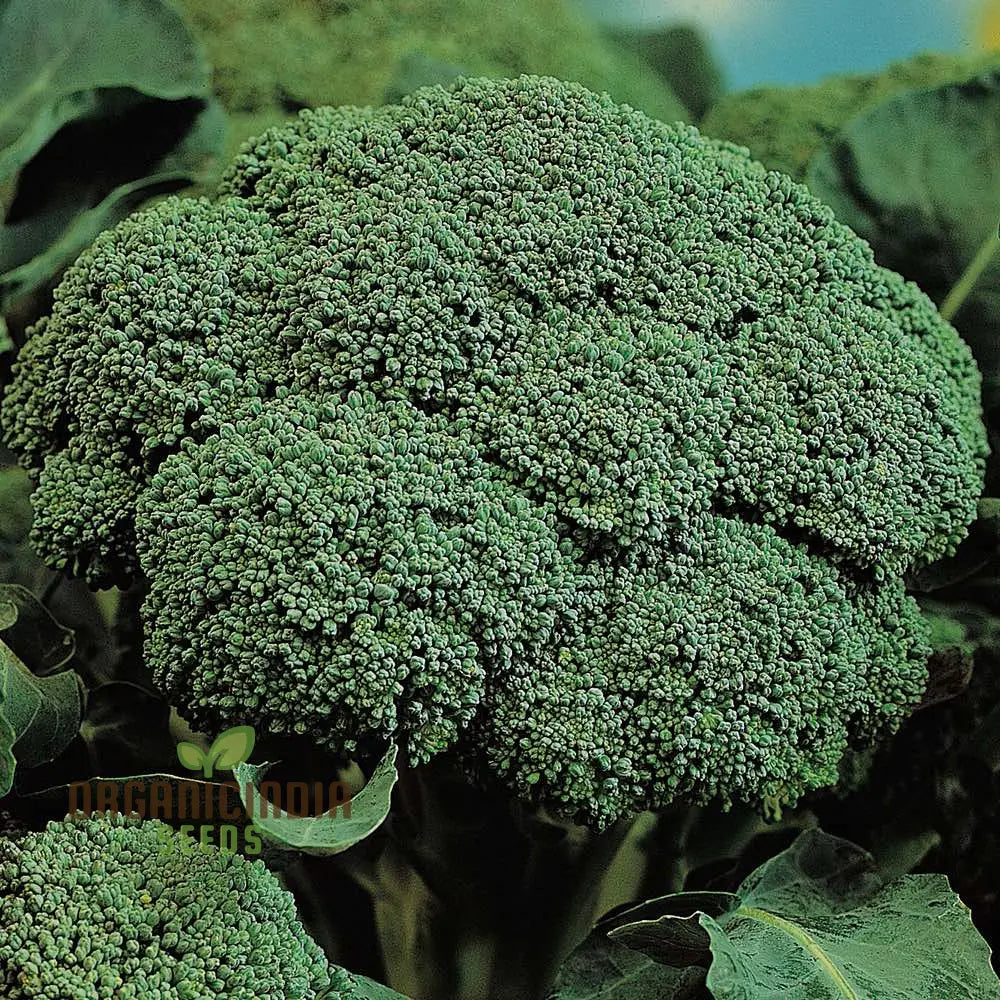 Broccoli - Marvel F1 Seeds For Planting | Premium Gardening