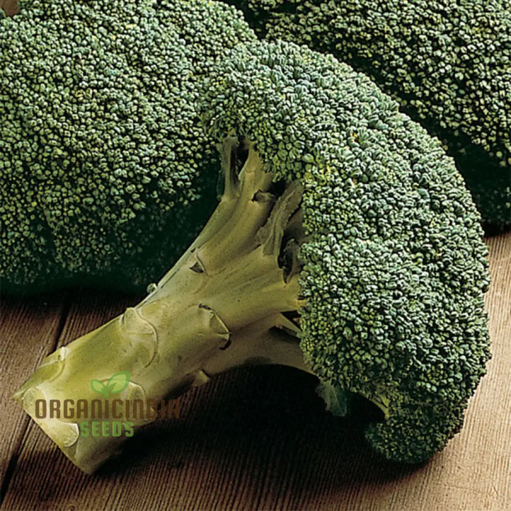 Broccoli - Marvel F1 Seeds For Planting | Premium Gardening