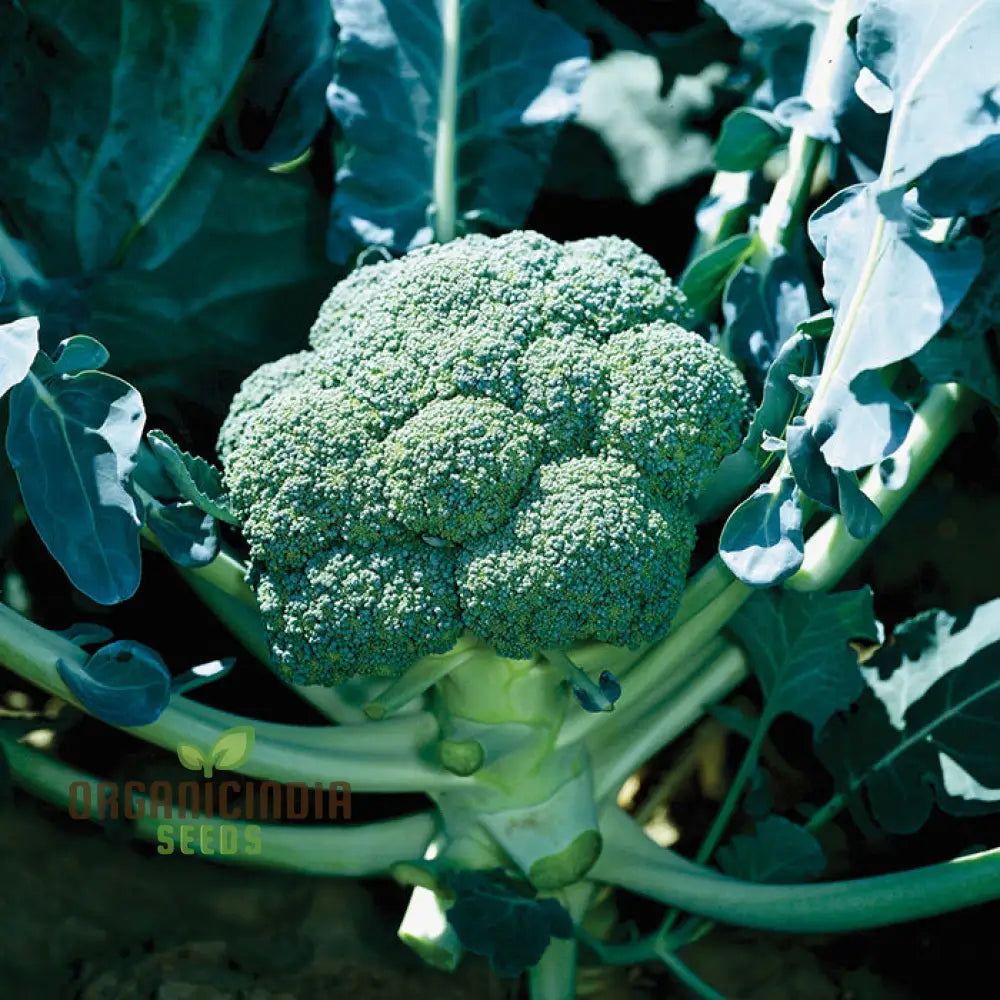 Broccoli - Marvel F1 Seeds For Planting | Premium Gardening