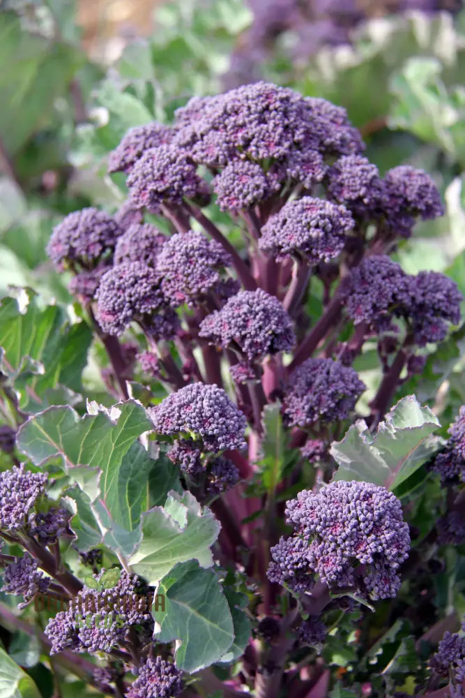 Broccoli Mendocino Seeds - Cultivate Your Garden With Premium Quality Seeds For Gardening