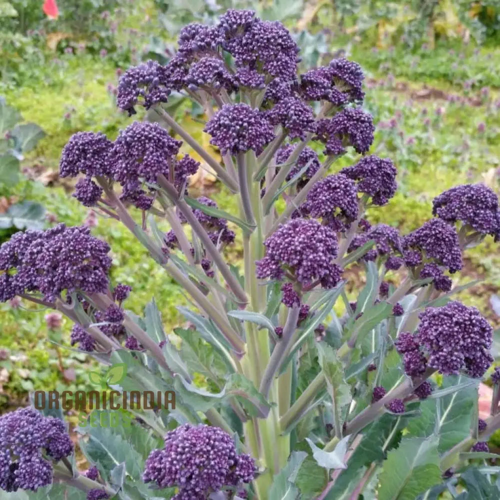 Broccoli Mendocino Seeds - Cultivate Your Garden With Premium Quality Seeds For Gardening