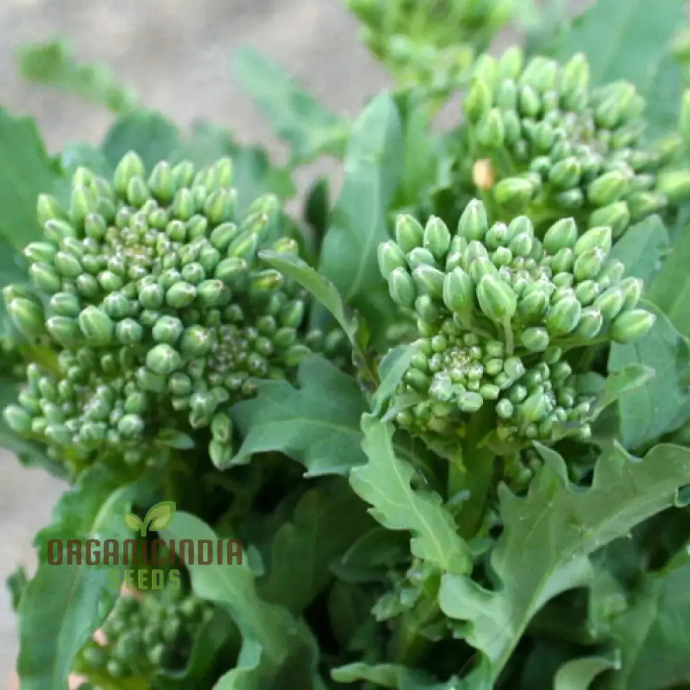 Broccoli-Raab Seeds - Spring Rapini For Gardening Enthusiasts