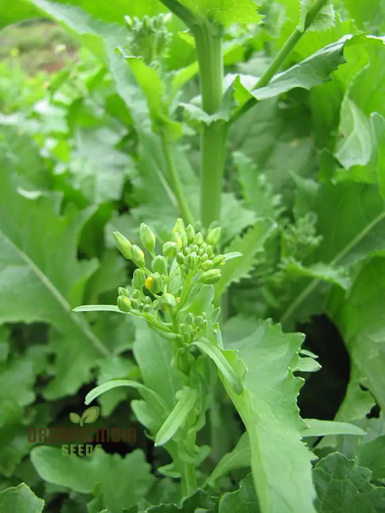 Broccoli-Raab Seeds - Spring Rapini For Gardening Enthusiasts