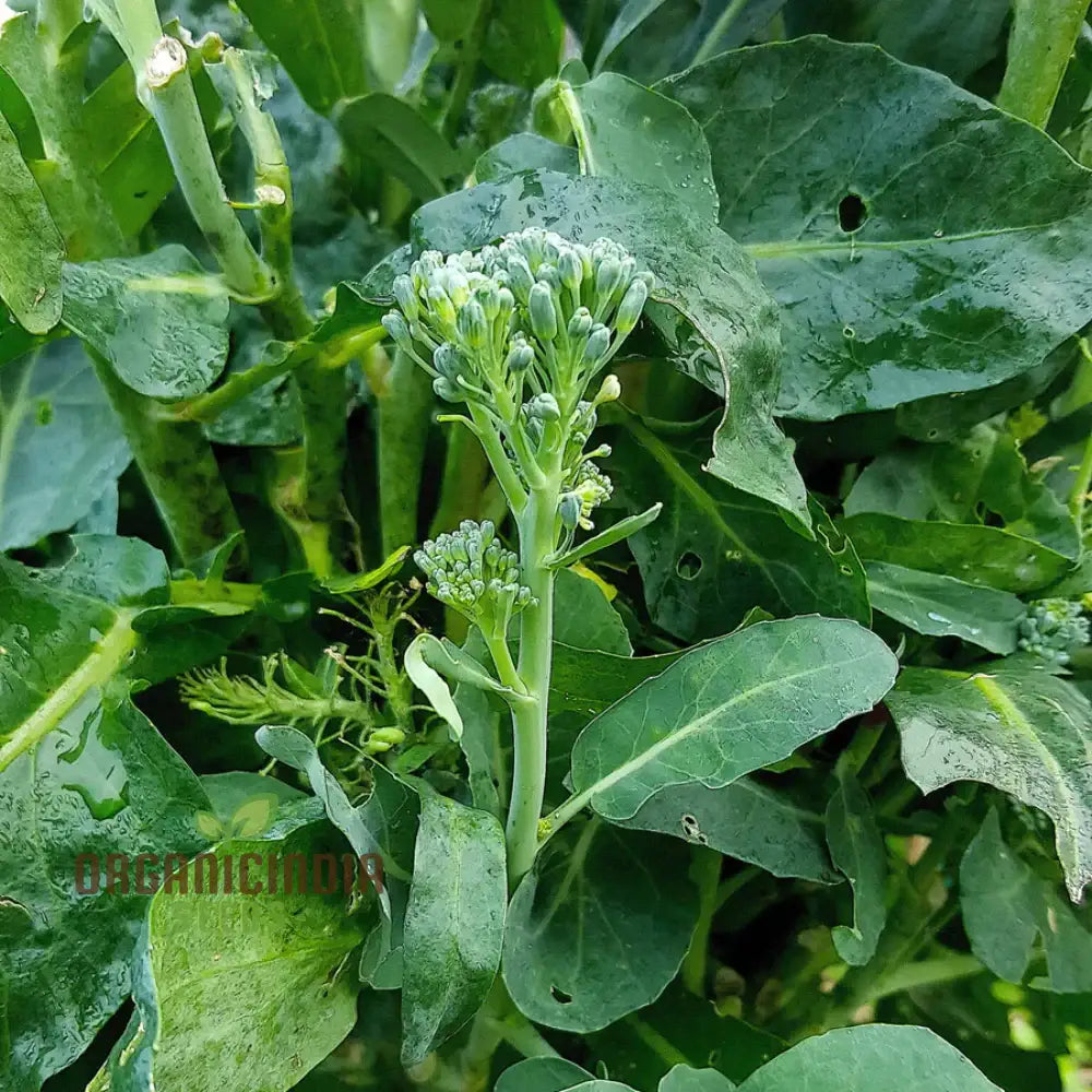 Broccoli-Raab Seeds - Spring Rapini For Gardening Enthusiasts