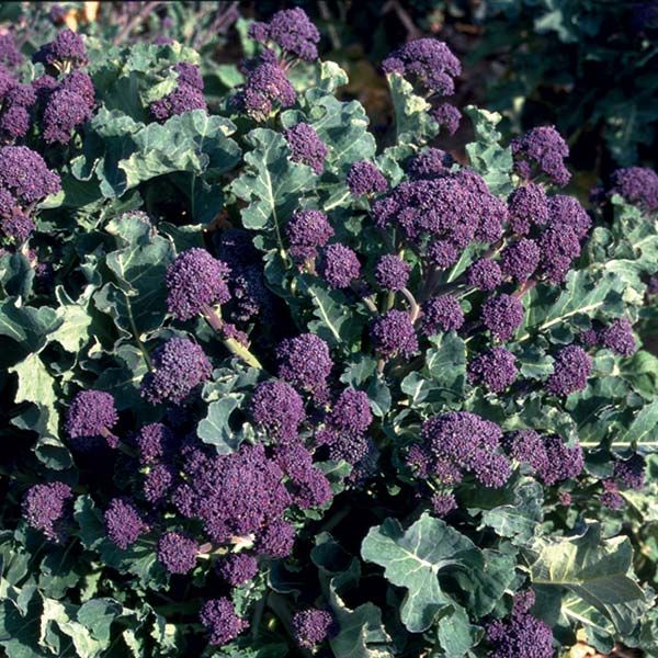 Early Purple Broccoli Seeds for Planting – 100 pcs - Vegetable Seeds