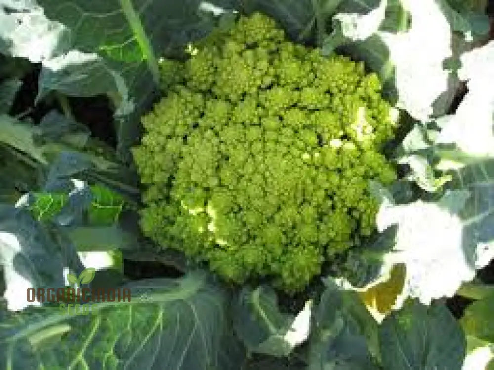 Broccoli - Romanesco Seeds For Gardening Enthusiasts | Premium Quality Heirloom Variety Ideal Home