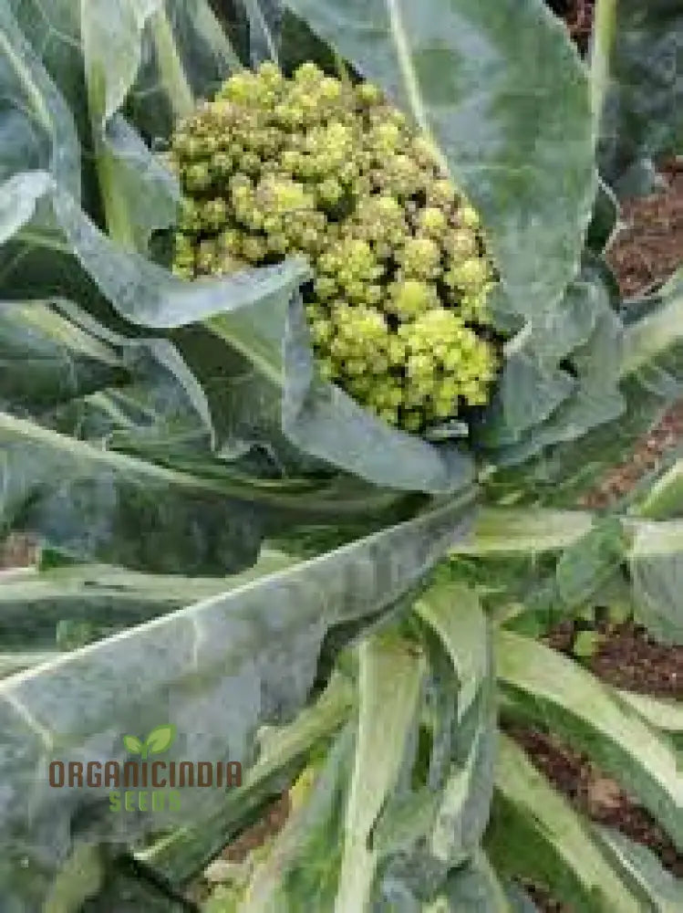 Broccoli - Romanesco Seeds For Gardening Enthusiasts | Premium Quality Heirloom Variety Ideal Home