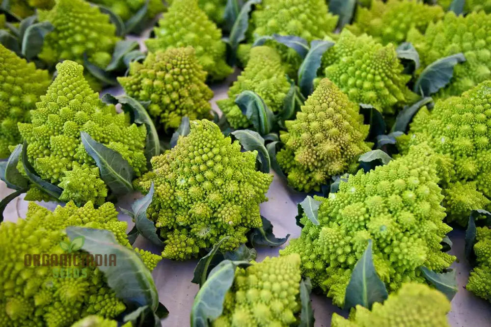 Broccoli - Romanesco Seeds For Gardening Enthusiasts | Premium Quality Heirloom Variety Ideal Home