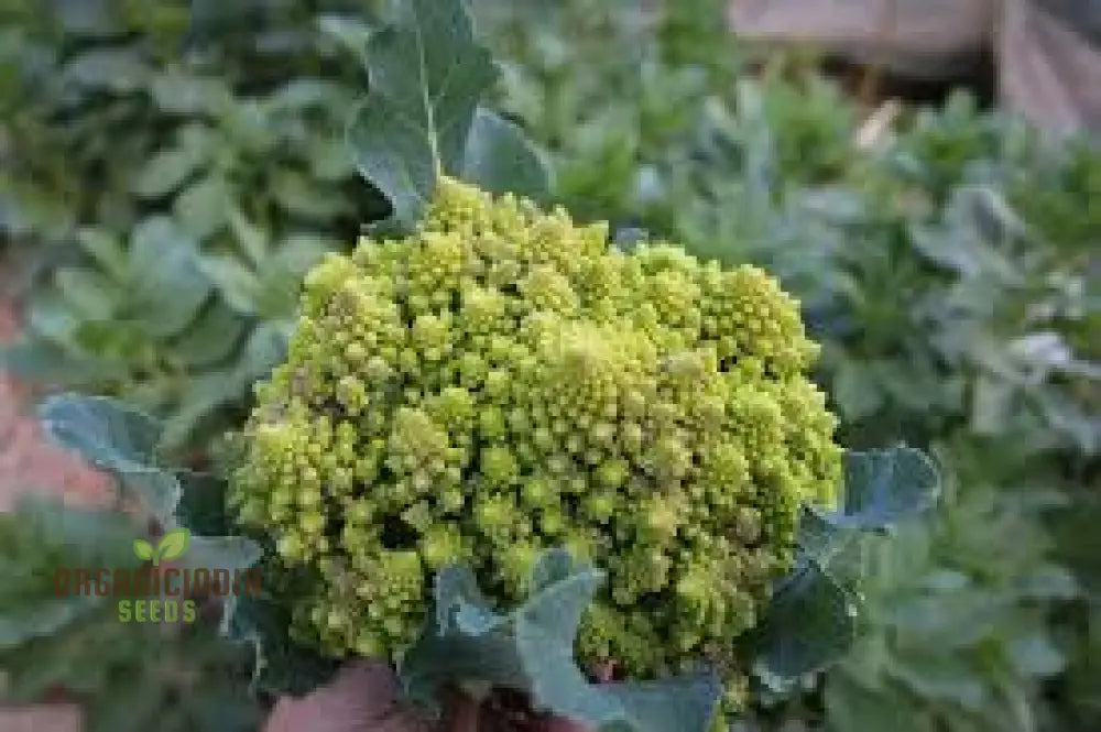 Broccoli - Romanesco Seeds For Gardening Enthusiasts | Premium Quality Heirloom Variety Ideal Home