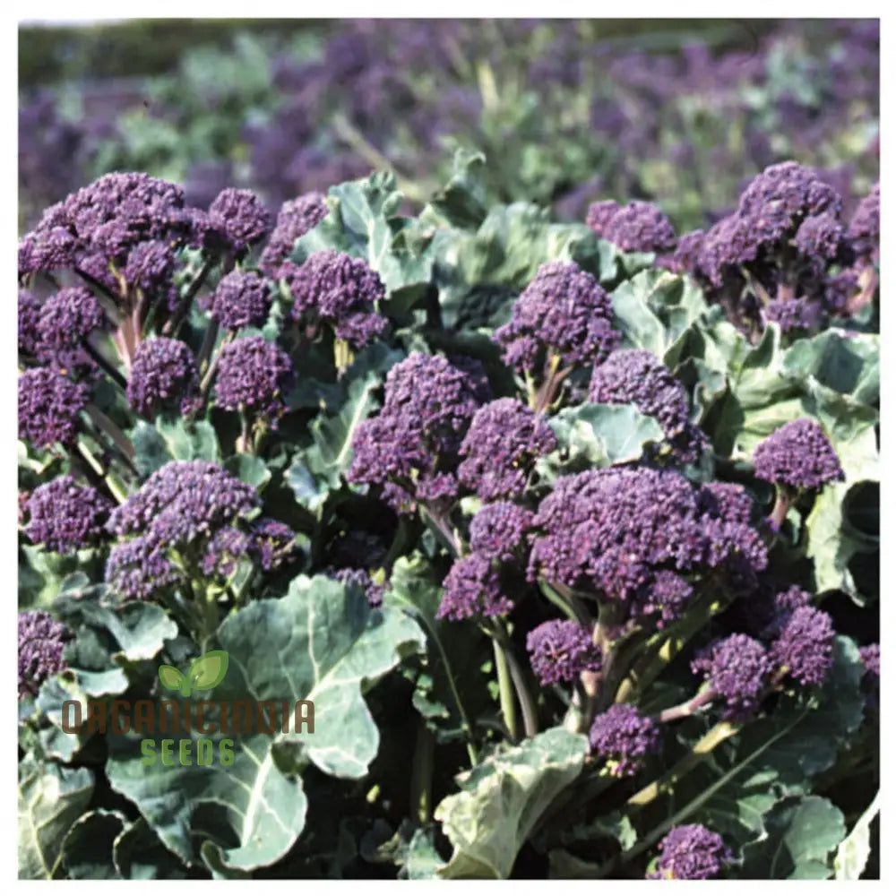 Broccoli ’Rudolph’ Vegetable Seeds Cultivate Healthy And Flavorful With Expert Tips On Growing