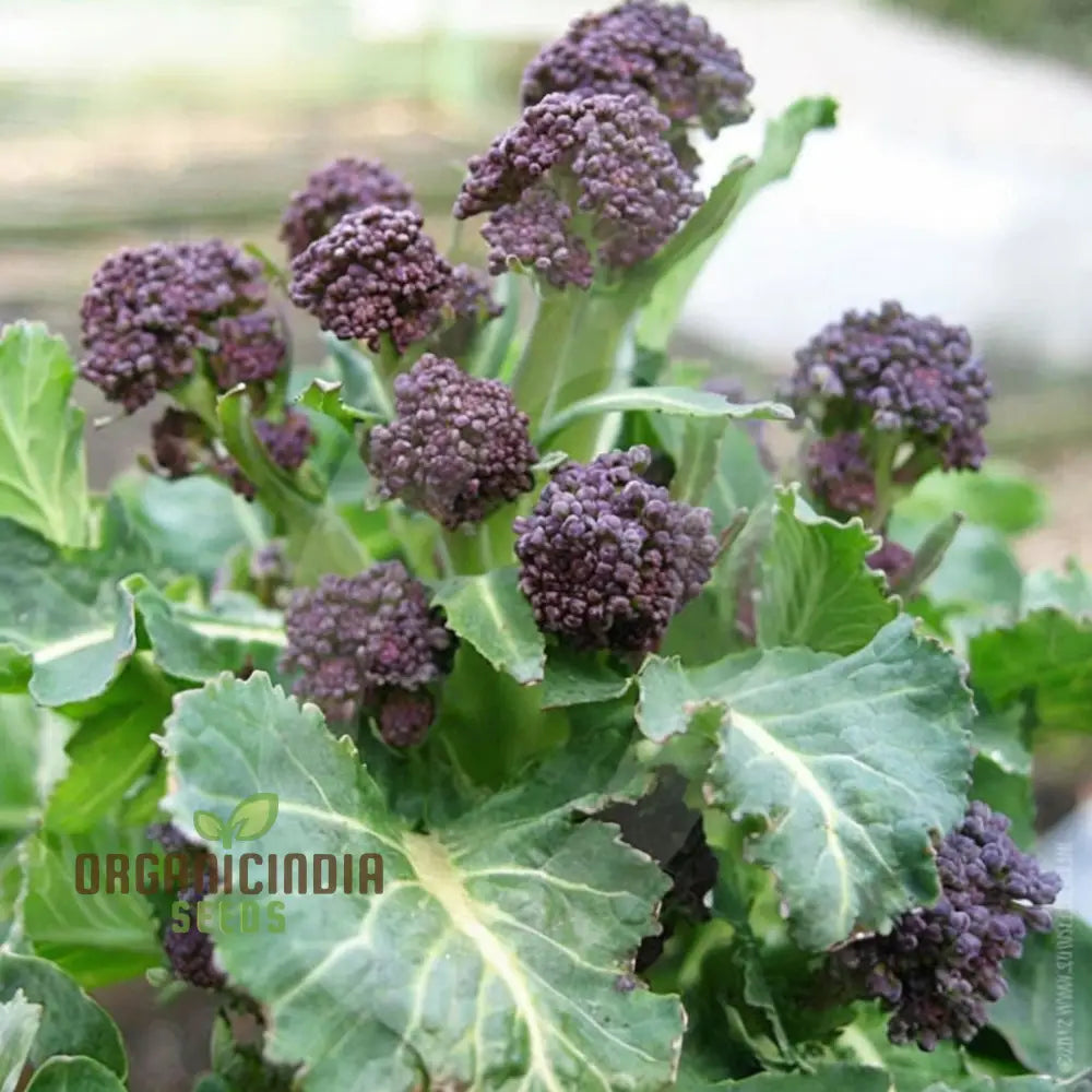 Broccoli ’Rudolph’ Vegetable Seeds Cultivate Healthy And Flavorful With Expert Tips On Growing