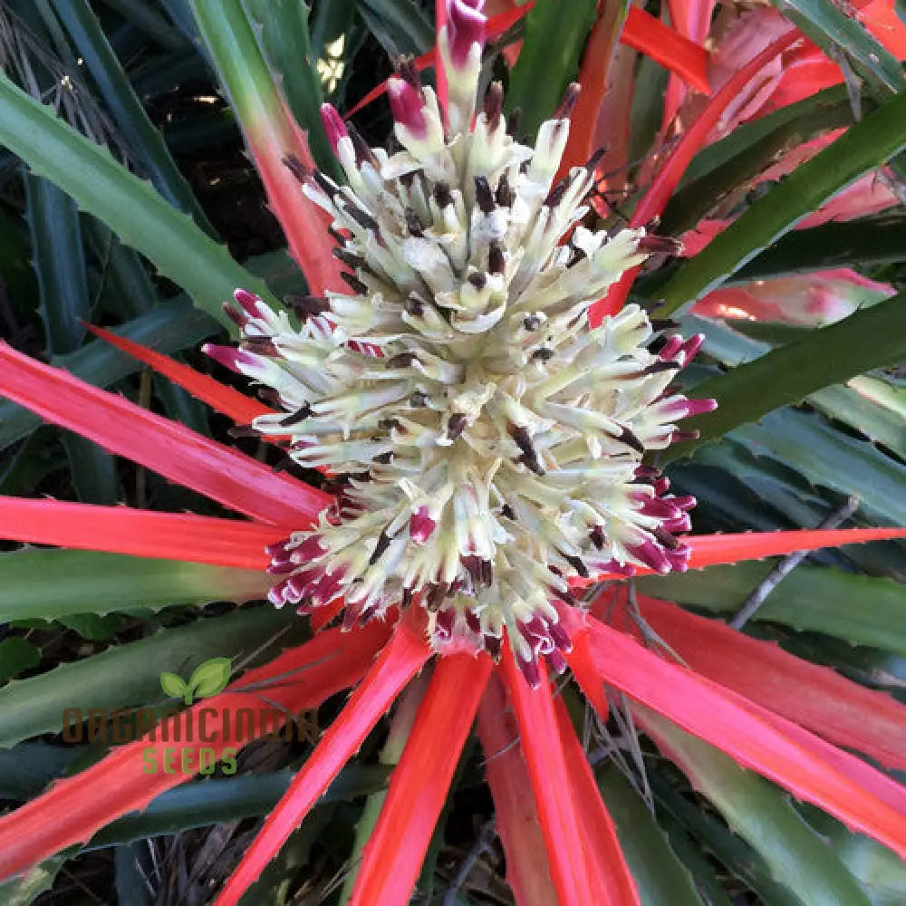 Bromelia Pinguin Seeds For Planting Exotic Beauty For Your Garden Rare And Vibrant Varieties