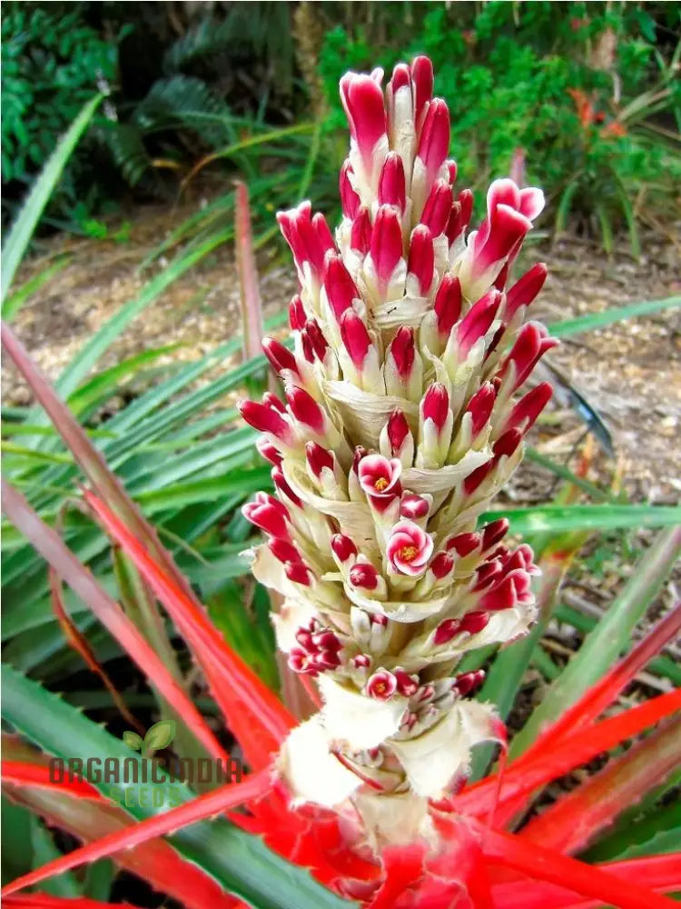 Bromelia Pinguin Seeds For Planting Exotic Beauty For Your Garden Rare And Vibrant Varieties