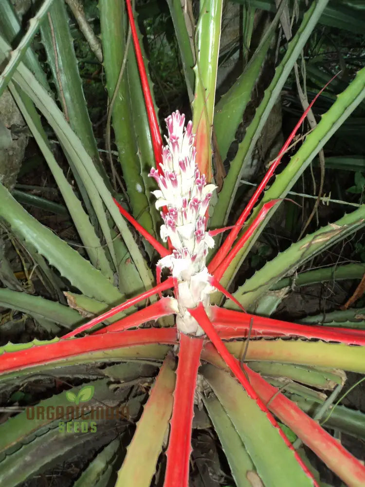 Bromelia Pinguin Seeds For Planting Exotic Beauty For Your Garden Rare And Vibrant Varieties