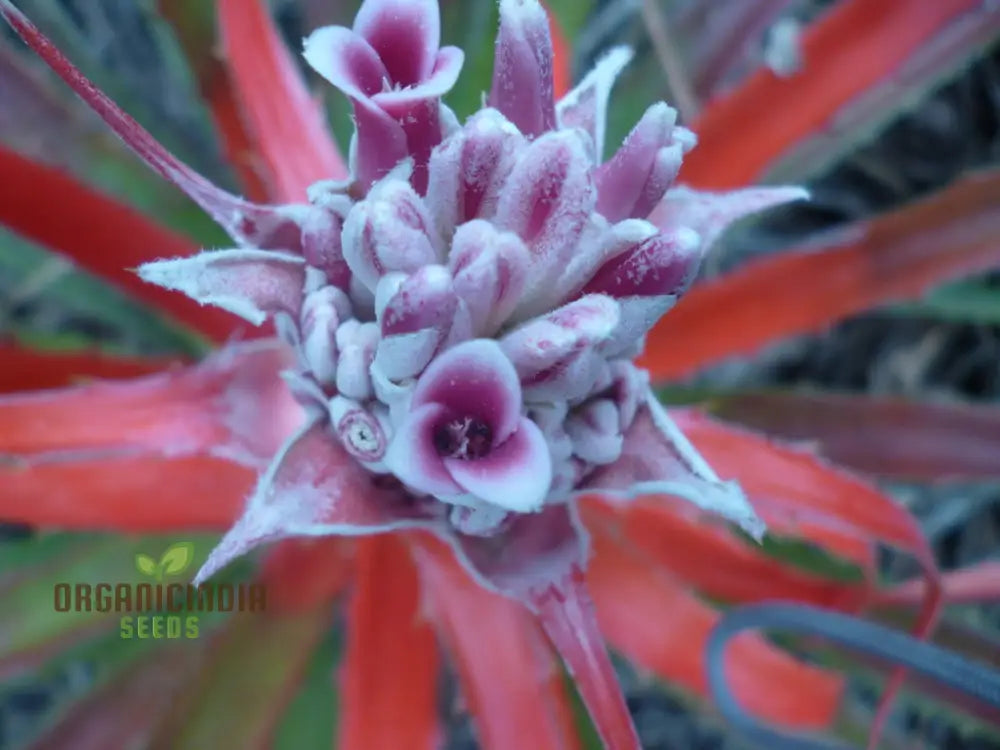 Bromelia Pinguin Seeds For Planting Exotic Beauty For Your Garden Rare And Vibrant Varieties