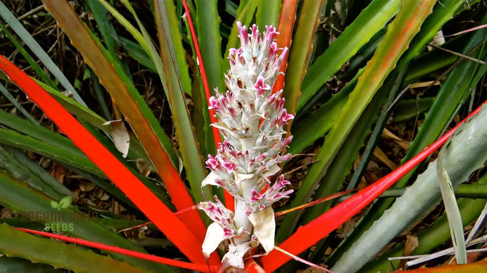 Bromelia Pinguin Seeds For Planting Exotic Beauty For Your Garden Rare And Vibrant Varieties