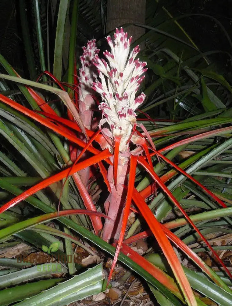 Bromelia Pinguin Seeds For Planting Exotic Beauty For Your Garden Rare And Vibrant Varieties